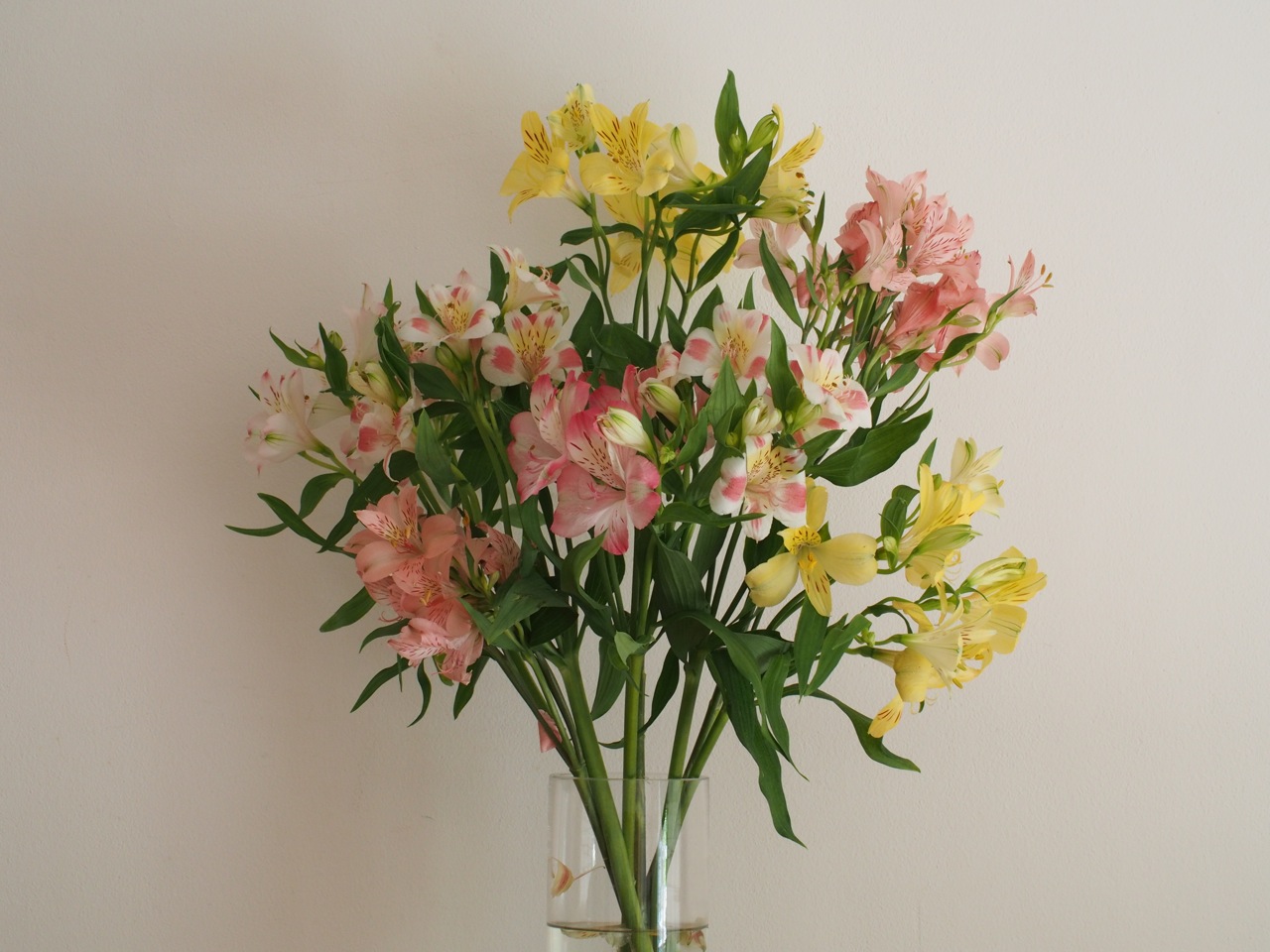 年じゅう咲いている百合水仙という花 | 季節 | クールシニアマガジン